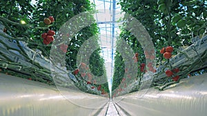 Passage between rows of greenhouse tomatoes