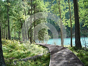 Passage trail into the forest