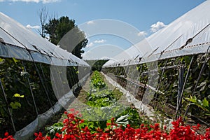 Passage between two greenhouses