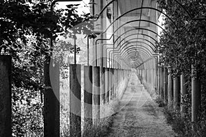 Passage under a viaduct in Galicia Spain photo