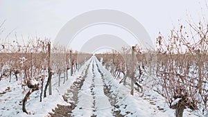 Passage through the vines in the winter under the snow