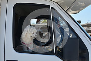 Passangers. Two white dogs in the car cabin. photo