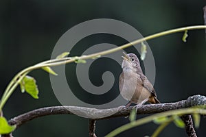 Troglodytes musculus photo