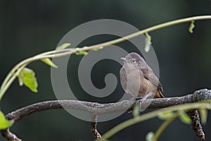 Troglodytes musculus photo