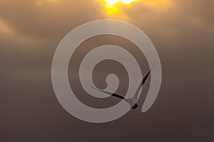 Passaro ao por do sol