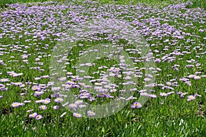 A passel of violet flowers of Erigeron speciosus