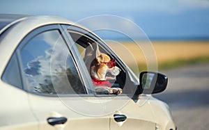 passenger corgi puppy dog in sunglasses pretty stuck his muzzle out of the car window during the out of town etney trip and