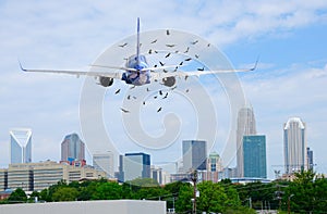 Passenger jet airliner plane with birds in front of it during taking off