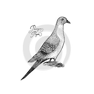 Passenger pigeon bird. Extinct species. Engraved Hand drawn vector illustration in woodcut Graphic vintage style