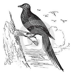 Passenger Pigeon or Wild Pigeon Ectopistes migratorius, vintage engraving