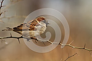 Passer domesticus photo