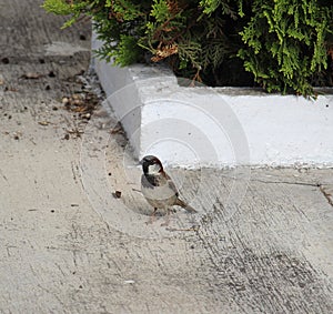 Passer domesticus bird species on the pavement. Guatemala.