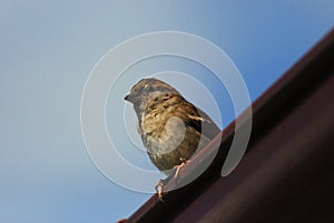 Passer domesticus or common sparrow photo