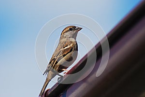 Passer domesticus or common sparrow photo