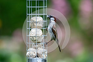 A passer domesticus, commonly known as a house sparrow, perched on a bird feeder in a Sussex garden
