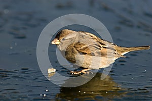 Passer domesticus, House Sparrow