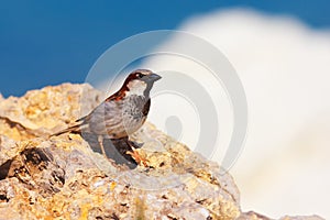 Passer domesticus (House Sparrow)