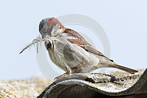Passer domesticus, House Sparrow.