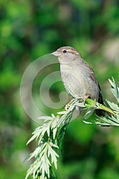 Passer domesticus, House Sparrow.