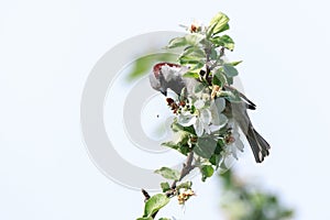 Passer domesticus, House Sparrow.