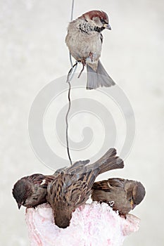 Passer domesticus, House Sparrow.