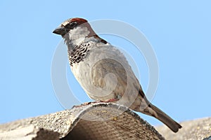 Passer domesticus, House Sparrow.