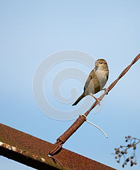 Passer domesticus `Pardal Comum` in Braga. photo