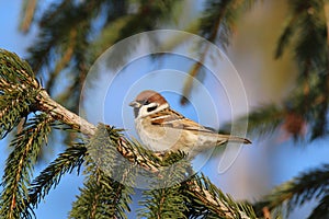 Passer montanus on a branch of a coniferous tree