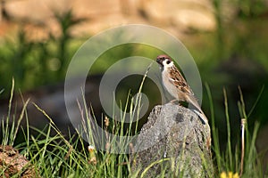 Passer montanus. Sparrow sitting on a stone at sunset. Blurred background photo