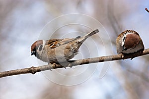Passer montanus, Tree Sparrow