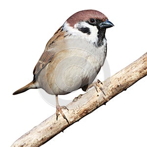 Passer montanus, Tree Sparrow.