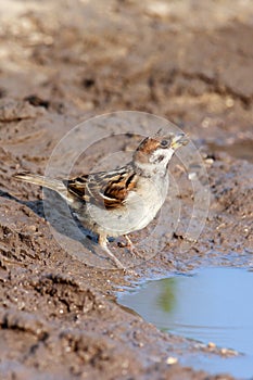 Passer montanus, Tree Sparrow.