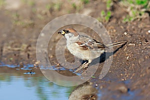 Passer montanus, Tree Sparrow.