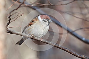 Passer montanus, Tree Sparrow.