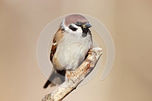 Passer montanus, Tree Sparrow.