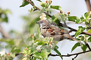 Passer montanus, Tree Sparrow.