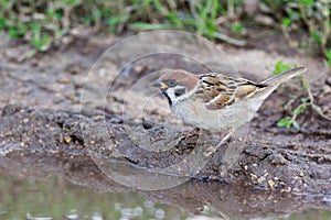 Passer montanus, Tree Sparrow.