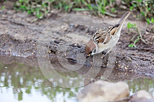 Passer montanus, Tree Sparrow.