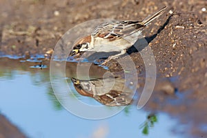 Passer montanus, Tree Sparrow.