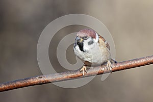 Passer montanus, Tree Sparrow.