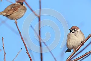Passer montanus, Tree Sparrow.