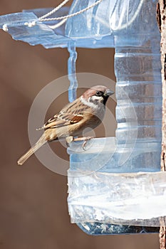 Passer montanus, Tree Sparrow.