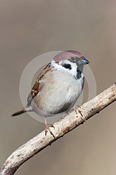 Passer montanus, Tree Sparrow.