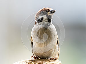 Passer montanus tree sparrow portrait 1