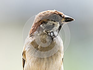 Passer montanus tree sparrow portrait 2