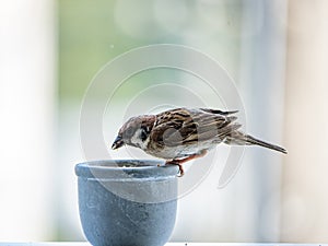 Passer montanus tree sparrow on a pot of birdseed 5