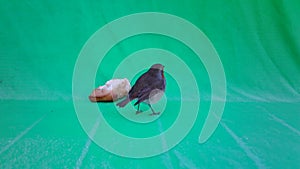 Passeriformes Bird, Erithacus Rubecula - Red Breasteats, on Chroma Key Backgroud