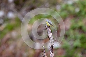 Passeriformes ( Motacillidae ) Motacilla cinerea species on a branch