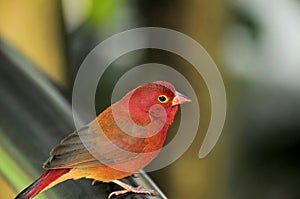 Passerine bird in aviary in South Florida