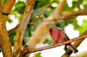 Passerine bird on tree branch in aviary